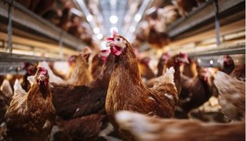 Mais quatro países suspendem restrições à importação de frango nacional