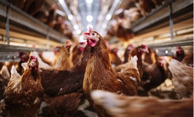 Mais quatro países suspendem restrições à importação de frango nacional