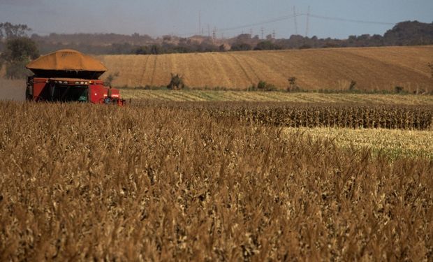 Seca deve reduzir a produção de milho safrinha em quase 20% em MS