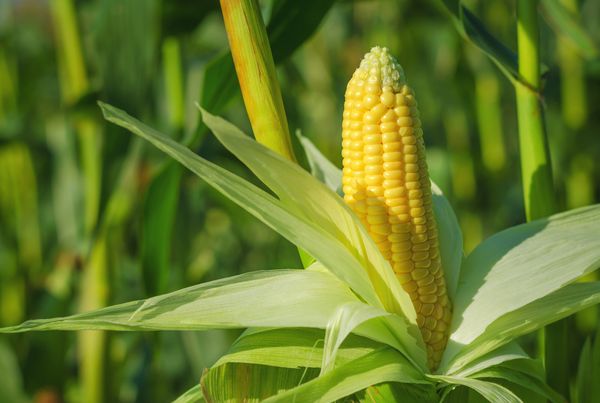 Planta de milho safrinha com folhas expandidas em fase de desenvolvimento vegetativo