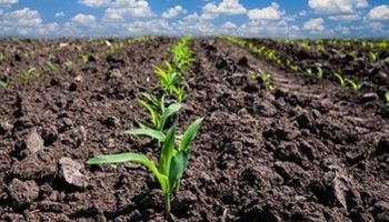 Clima adverso mantém sustentação à cotação do milho