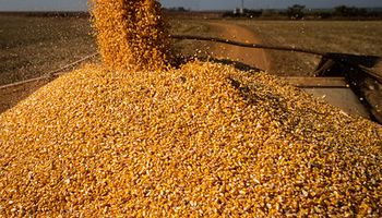 Preços do milho atingem menores patamares desde setembro de 2020