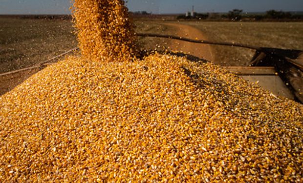 Exportações de milho: aumento foi de US$ 66,13 milhões na média diária. (foto - Sistema CNA/Milho)