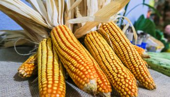 Milho sobe no Brasil com oferta limitada e disputa entre compradores
