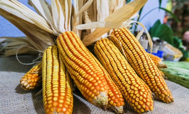Milho sobe no Brasil com oferta limitada e disputa entre compradores