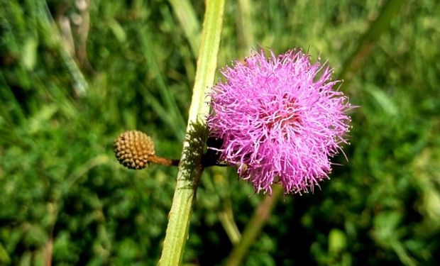 Descubren una nueva flor nativa en Argentina que corre riesgo de desaparecer: qué es la mimosa serra