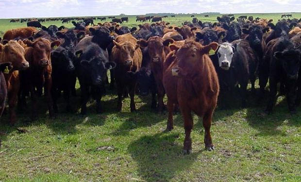 Calor afectó también ganadería en Uruguay