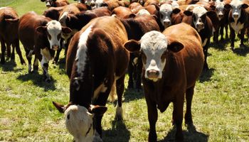 La empresa que invirtió en Argentina para faenar casi 6000 cabezas de bovinos por día: es  el segundo productor de carne bovina de Sudamérica