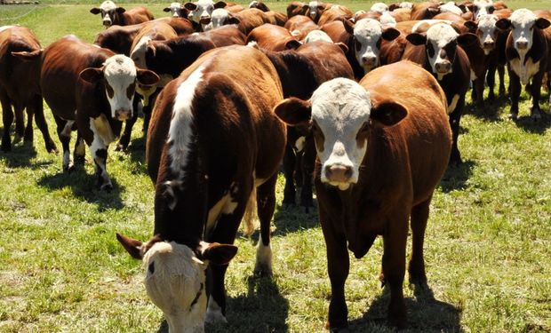 La empresa que invirtió en Argentina para faenar casi 6000 cabezas de bovinos por día: es  el segundo productor de carne bovina de Sudamérica