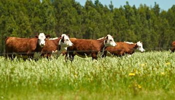 Antes de lo previsto: el gigante de la carne que ya monitorea a los 6000 productores argentinos que le entregan animales