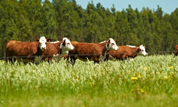 Antes de lo previsto: el gigante de la carne que ya monitorea a los 6000 productores argentinos que le entregan animales