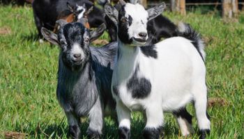 Já pensou em ter uma mini-cabra? Conheça o animal sensação do mundo pet