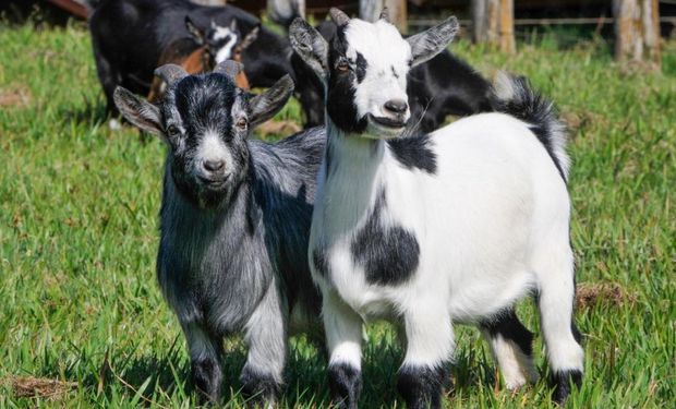 Já pensou em ter uma mini-cabra? Conheça o animal sensação do mundo pet