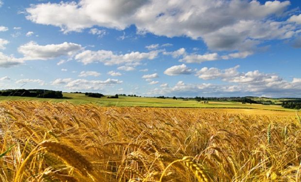 Minola Campos, una empresa que apuesta a la inversión en tierras