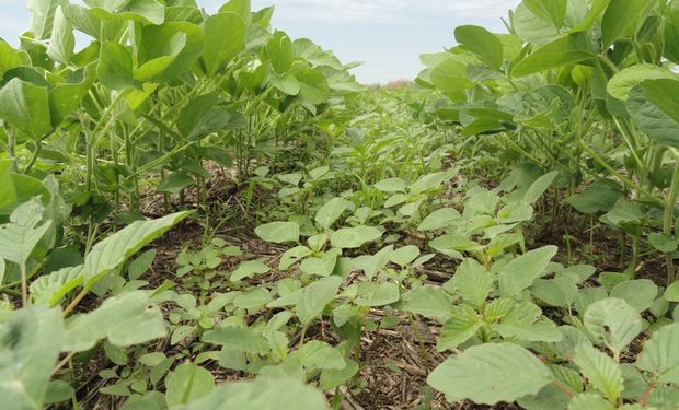 Herbicidas pre emergentes inteligentes: una nueva generación que desde el tanque de la pulverizadora se muestra diferente