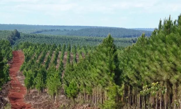 "Autoritarismo total": la dura advertencia del campo por la medida que prohíbe el glifosato en Misiones