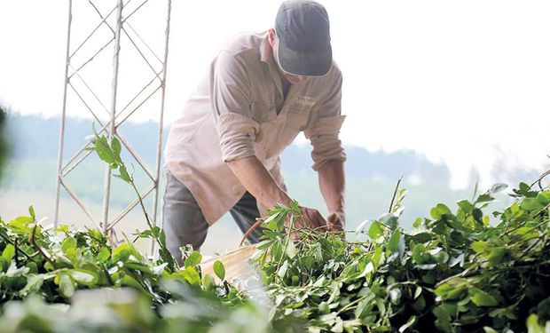 Misiones: el sector empresario apuntó contra la prohibición del glifosato y pidió al gobierno que abra el diálogo