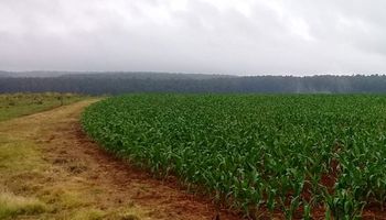 CREA participa de un programa para promover la producción de maíz en Misiones