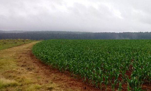 Una iniciativa de Agroindustria y Maizar coordinada técnicamente por CREA.