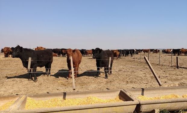 Mito: ¿Es falso que se usen entre 7 y 8 kilogramos de grano por cada kilo de novillo?