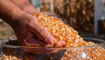 Crescimento do milho pipoca no Brasil: mercado interno e externo e seus cenários