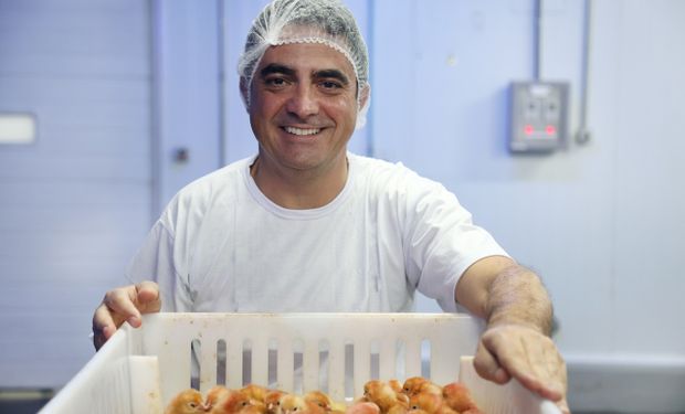Granja brasileira adota sistema inédito para evitar descarte de pintinhos machos