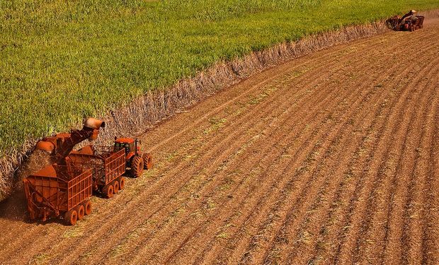 Já produção de açúcar no período totalizou 1,83 milhão de toneladas, uma alta de 59,10%, (foto - divulgação Unica)