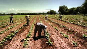 Trabajadores rurales: las cuatro modalidades contractuales en el Régimen de Trabajo Agrario