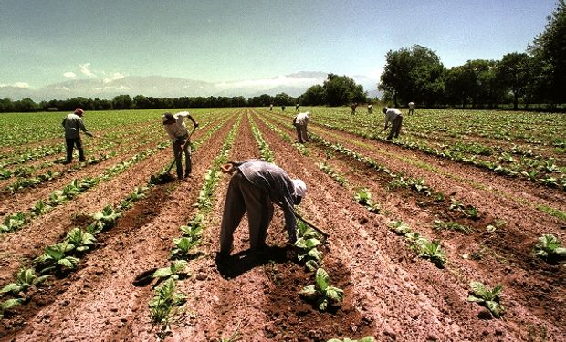 Trabajadores rurales: las cuatro modalidades contractuales en el Régimen de Trabajo Agrario