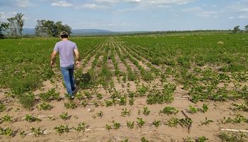 Cuatro consejos para disminuir el estrés de los cultivos afectados por el efecto de La Niña