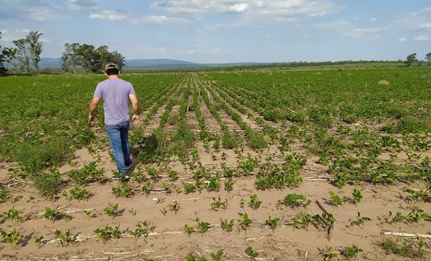 Cuatro consejos para disminuir el estrés de los cultivos afectados por el efecto de La Niña