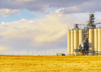 Inesperado: por qué pese a la cosecha récord de trigo los molinos no pueden abastecerse