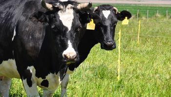Presentan sistema de monitoreo para vacas lecheras