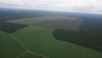 Aumentaría 10% el área de soja en la zona núcleo
