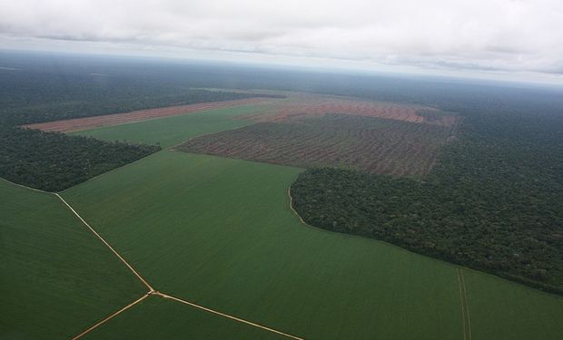 Aumentaría 10% el área de soja en la zona núcleo