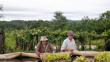 Actualización de datos del Monotributo Social Agropecuario