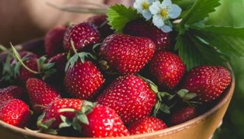 Ciência aponta fruta que melhora o humor e reduz risco de demência