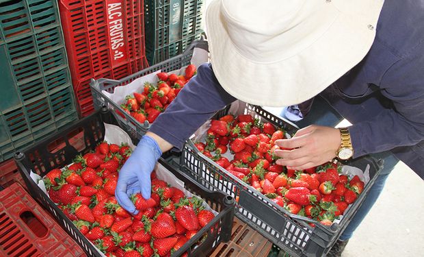 Brasil maior produtor da América do Sul e e o 7º maior produtor mundial em 2022. Foto: Embrapa