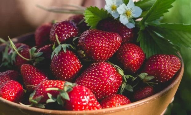 Rico em vitamina C e em ácido fólico, o morango combate o acúmulo de colesterol ruim