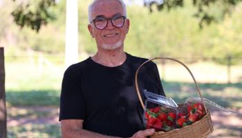 Morango muda a vida de aposentado em MS e vira símbolo de recomeço no campo: “me inspira e me move”
