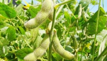 Mato Grosso regulamenta decreto que restringe incentivos a empresas da moratória da soja