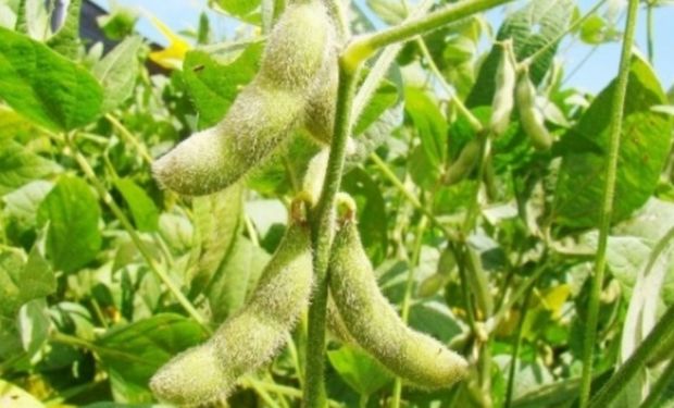 Mato Grosso regulamenta decreto que restringe incentivos a empresas da moratória da soja