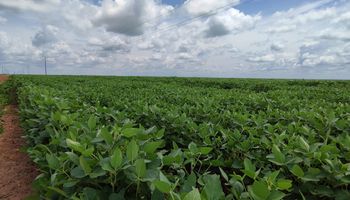 Tocantins reage à Moratória da Soja e propõe lei para proteger produtores rurais