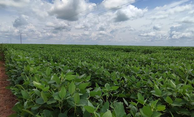 Tocantins reage à Moratória da Soja e propõe lei para proteger produtores rurais