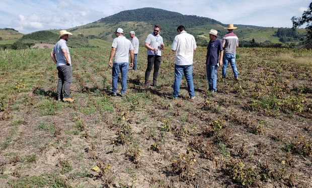 Plantações de feijão em PR, MG e GO têm sido dizimadas: entenda o motivo