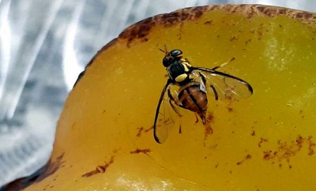 A última vez que o estado de Roraima esteve sob restrição do comércio de frutos hospedeiros foi no período de maio de 2018 a junho de 2019. (foto - banco de imagens Agência Pará)