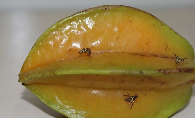 Mosca-da-carambola é a principal ameaça à manutenção dos mercados de exportação já estabelecidos. (Foto - Mapa)