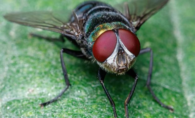 Las "supermoscas mutantes" que ponen en alerta a establecimientos avícolas