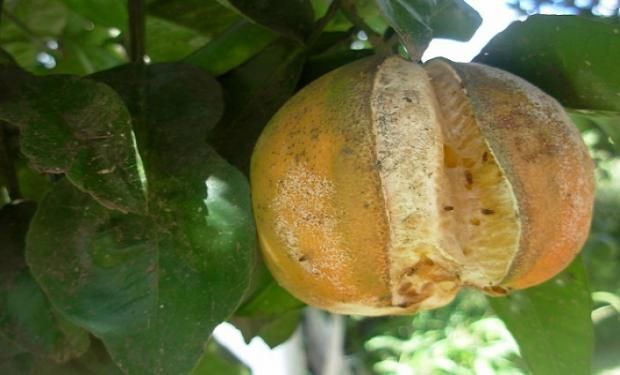 Fruta afectada por la mosca del mediterráneo.