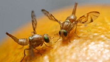 Mosca de los frutos: cómo combatir al insecto que amenaza la producción frutihortícola 
